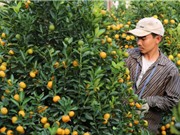 Xây dựng lộ trình nghiên cứu về canh tác cây có múi một cách bền vững ở Việt Nam